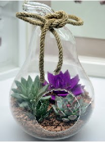 Orta boy armut 3 kakt�s terrarium Ankara Temelli kaliteli taze ve ucuz �i�ekler 