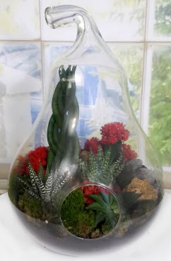 5 adet kakt�s orta boy armut terrarium Temelli ankara �i�ek ma�azas� , �i�ek�i adresleri 