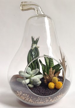 Orta boy armut 5 kakt�s terrarium Temelli Ankara hediye sevgilime hediye �i�ek 