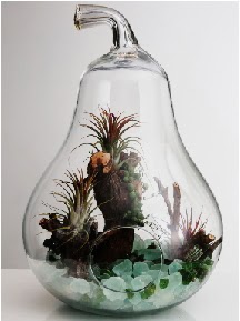 Orta boy Armut 6 adet kakt�s terrarium �i�ek�i Temelli �i�ek servisi , �i�ek�i adresleri 