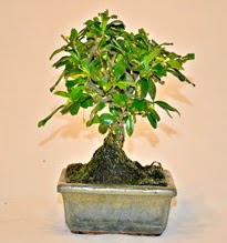 Zelco bonsai saks� bitkisi ankara �i�ek�i Temelli ucuz �i�ek g�nder 