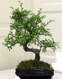 Bonsai saks� �i�e�i Temelli ankara �i�ek sipari�i �i�ek g�nderme 