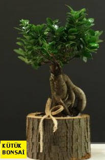 K�t�k i�erisinde Bonsai japon a�ac� Temelli ankara �i�ek�i telefonlar� yurti�i ve yurtd��� �i�ek sipari�i 