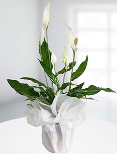 Spathiphyllum �i�e�i Bar�� �i�e�i ankara �i�ek yolla Temelli �i�ek�i telefonlar�  
