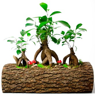 Do�al k�t�k i�inde 3 Bonsai Japon a�ac� Ankara Temelli kaliteli taze ve ucuz �i�ekler 