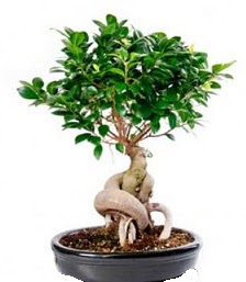 Bonsai japon a�ac� seramik i�inde Temelli ankara �i�ekleri g�venli kaliteli h�zl� �i�ek 