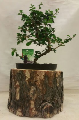 Do�al k�t�k i�inde bonsai japon a�ac� Temelli �i�ek sipari�i vermek 