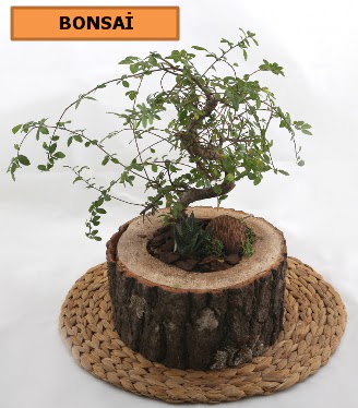 Do�al a�a� k�t�k i�erisinde bonsai bitkisi Ankara Temelli online �i�ek g�nderme sipari� 