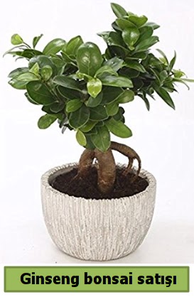 Ginseng bonsai japon a�ac� sat��� Temelli Ankara �i�ek g�nder uluslararas� �i�ek g�nderme 