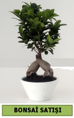 Bonsai japon a�ac� sat��� ankara �i�ek�i Temelli ucuz �i�ek g�nder 