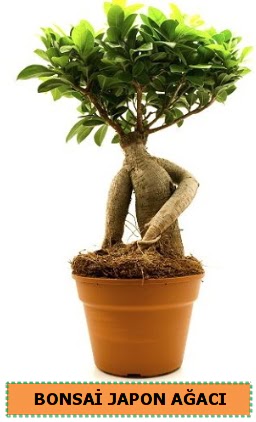 Bonsai japon a�ac� sat��� ankara �i�ek�i Temelli ucuz �i�ek g�nder 