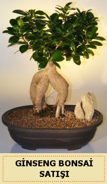 �thal Ginseng bonsai sat��� japon a�ac� Temelli ankara �i�ek ma�azas� , �i�ek�i adresleri 