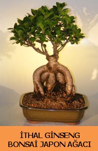 �thal japon a�ac� ginseng bonsai sat��� Temelli �i�ek sipari�i vermek 