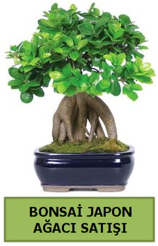 Bonsai japon a�ac� sat��� Ankara Temelli 14 �ubat sevgililer g�n� �i�ek 