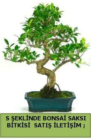 �thal S �eklinde dal e�rili�i bonsai sat��� Ankara Temelli cicekciler , cicek siparisi 