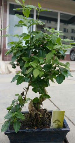 Bonsai japon a�ac� saks� bitkisi Ankara Temelli �i�ek sat��� online �i�ek�i , �i�ek sipari�i 