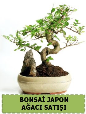 Bonsai japon  a�ac� sat��� Minyat�r �thal Temelli ankara �i�ek�i telefonlar� yurti�i ve yurtd��� �i�ek sipari�i 
