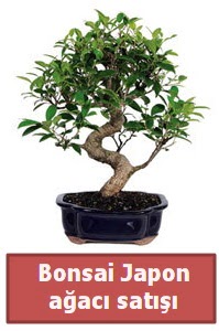 Japon a�ac� bonsai sat��� Temelli ankara �i�ek ma�azas� , �i�ek�i adresleri 