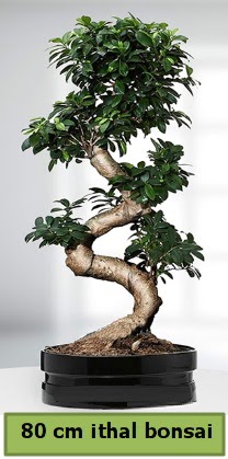 80 cm �zel saks�da bonsai bitkisi Temelli Ankara �i�ek g�nder uluslararas� �i�ek g�nderme 