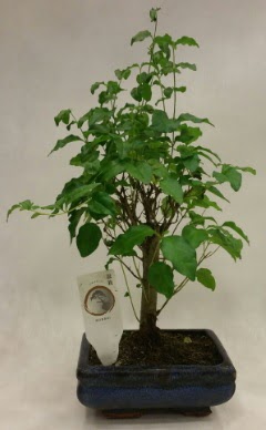 Minyat�r bonsai japon a�ac� sat��� Temelli Ankara �i�ek g�nder uluslararas� �i�ek g�nderme 