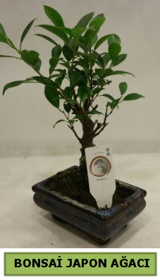 Bonsai japon a�ac� saks� bitkisi ankara �i�ek�i Temelli ucuz �i�ek g�nder 