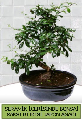 Seramik vazoda bonsai japon a�ac� bitkisi Temelli ankara �i�ek ma�azas� , �i�ek�i adresleri 