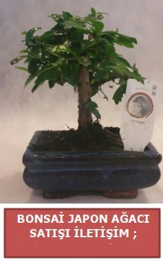 Japon a�ac� minya�r bonsai sat��� Ankara Temelli 14 �ubat sevgililer g�n� �i�ek 