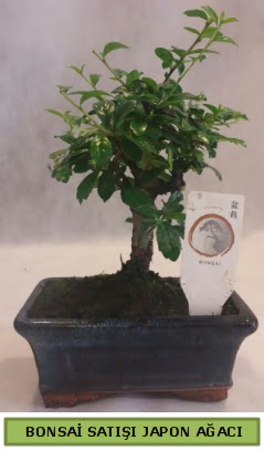 Minyat�r bonsai a�ac� sat��� Ankara Temelli cicekciler , cicek siparisi 