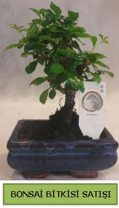 Bonsai ithal g�rsel minyat�r japon a�ac� Temelli Ankara hediye sevgilime hediye �i�ek 