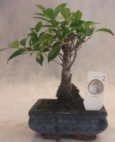 Bonsai a�ac� japon a�a� bitkisi Temelli cicek , cicekci 