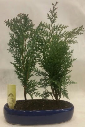 SINIRLI SAYIDA Selvi A�ac� bonsai ikili Temelli Ankara �i�ek g�nder uluslararas� �i�ek g�nderme 