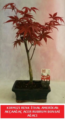 �THAL ACER RUBRUM BONSA� A�ACI Ankara Temelli online �i�ek g�nderme sipari� 