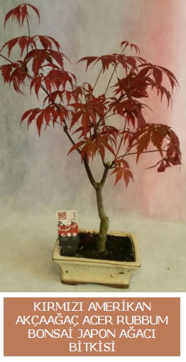 Amerikan ak�aa�a� Acer Rubrum bonsai Ankara Temelli �i�ek yolla 