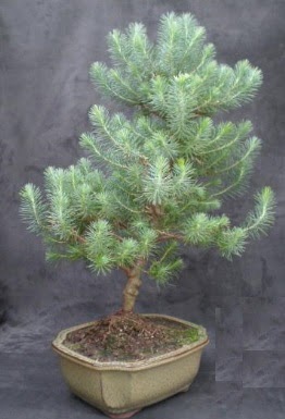 Bonsai �am a�ac� japon a�ac� bitkisi Ankara Temelli online �i�ek g�nderme sipari� 