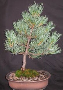 Bonsai �am a�ac� japon a�ac� bitkisi Temelli ankara �i�ek ma�azas� , �i�ek�i adresleri 