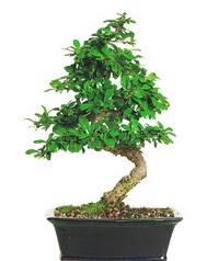 Bonsai bitkisi sat��� Temelli Ankara �i�ek g�nder uluslararas� �i�ek g�nderme 