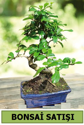 �am bonsai japon a�ac� sat��� Ankara Temelli 14 �ubat sevgililer g�n� �i�ek 