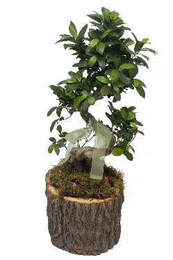 Do�al k�t�kte bonsai saks� bitkisi Temelli �i�ek sipari�i vermek 