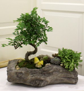 A�a� k�t�k i�erisinde bonsai ve sukulent Ankara Temelli online �i�ek g�nderme sipari� 