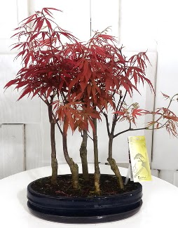 5 adet japon ak�aa�a� bonsai �i�e�i Ankara Temelli 14 �ubat sevgililer g�n� �i�ek 