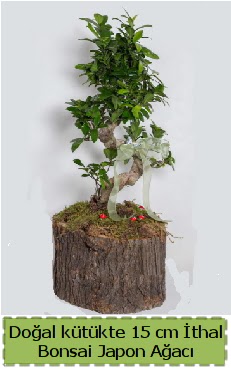 Do�al k�t�kte �thal bonsai japon a�ac� Ankara Temelli cicekciler , cicek siparisi 