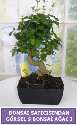 S dal e�rili�i bonsai japon a�ac� Ankara Temelli 14 �ubat sevgililer g�n� �i�ek 