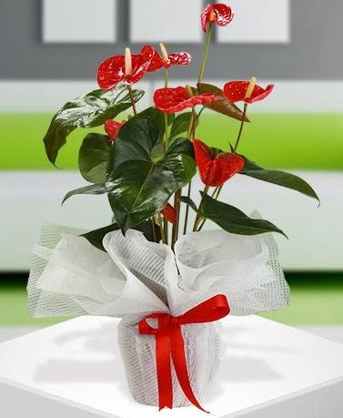 Antorium saks� bitkisi ithal kalite Temelli �i�ek online �i�ek sipari�i 