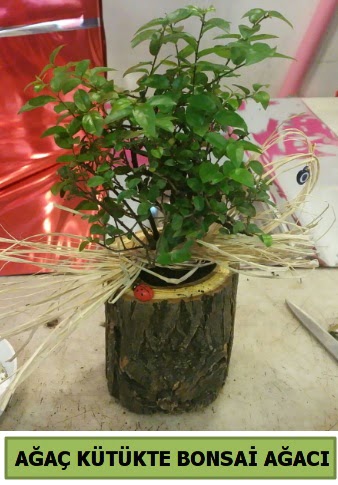 Do�al a�a� k�t�k i�erisinde bonsai a�ac� Ankara Temelli online �i�ek g�nderme sipari� 