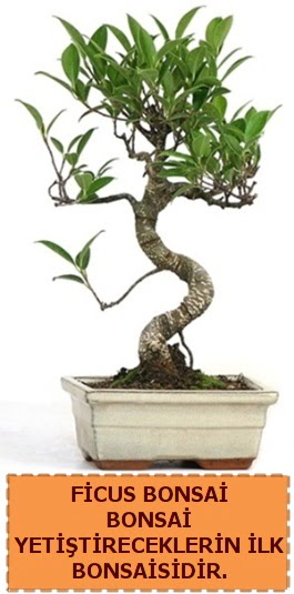 Ficus bonsai 15 ile 25 cm aras�ndad�r Temelli cicek , cicekci 