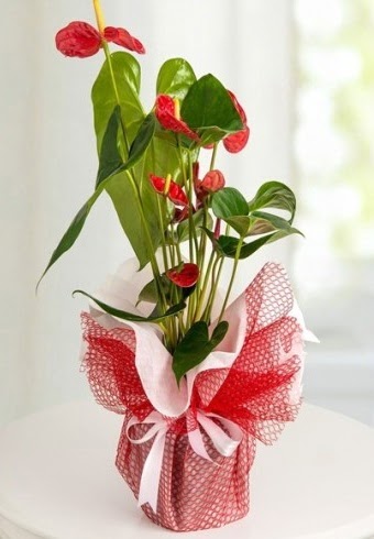 Anthurium Saks� �i�e�i Temelli �i�ek online �i�ek sipari�i 