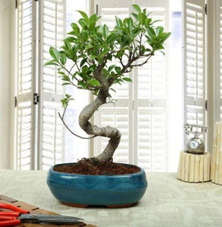 Amazing Bonsai Ficus S �thal Temelli ankara �i�ek�i telefonlar� yurti�i ve yurtd��� �i�ek sipari�i 