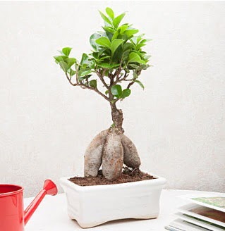 Exotic Ficus Bonsai ginseng ankara �i�ek�i Temelli ucuz �i�ek g�nder 