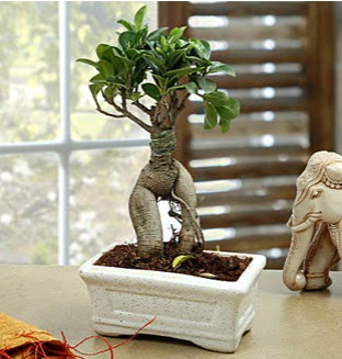 Marvellous Bonsai ginseng Temelli ankara �i�ek ma�azas� , �i�ek�i adresleri 