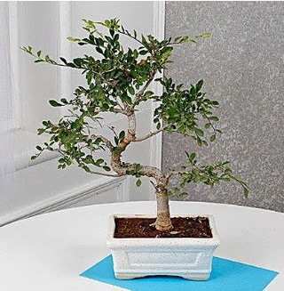 Unique Ulmus S Shaped Bonsai Temelli �i�ek sat��� , �i�ek�i , �i�ek�ilik 